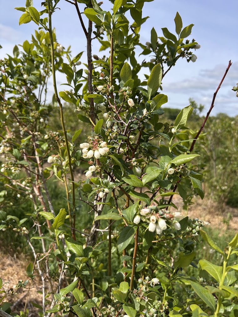 20250519_Bluecrop bloom_Cheyenne Sloan.jpg